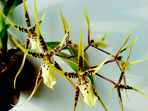 орхидея брассия