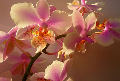 Домашние орхидеи