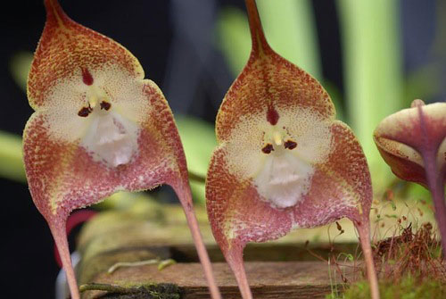 Орхидея дракула 