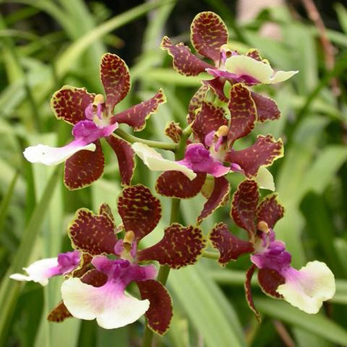 фото орхидеи онцидиум