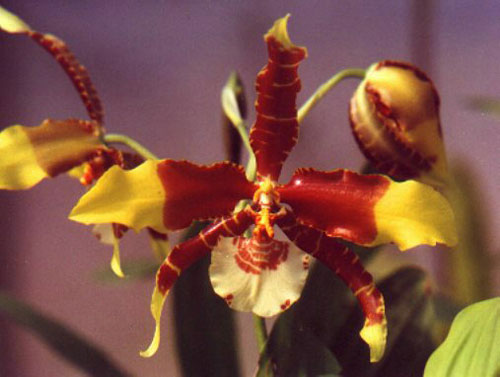 орхидея онцидиум фото