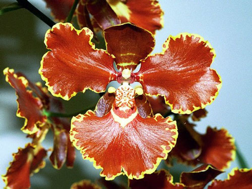орхидея онцидиум фото