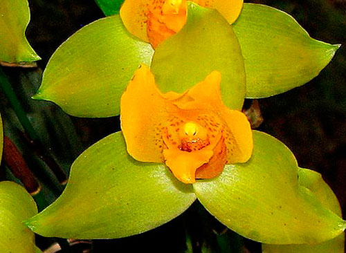 орхидея ликаста