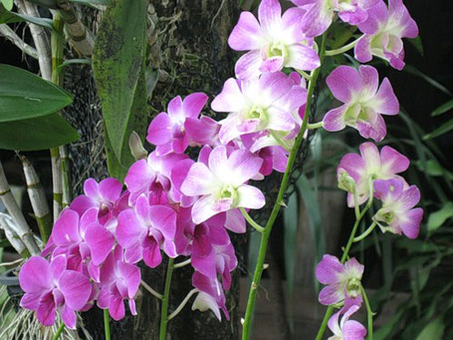 почему не цветет орхидея
