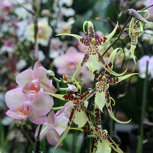 орхидея одонтоглоссум