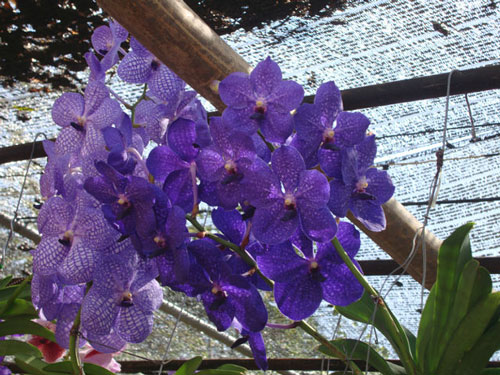 ферма орхидей в тайланде 